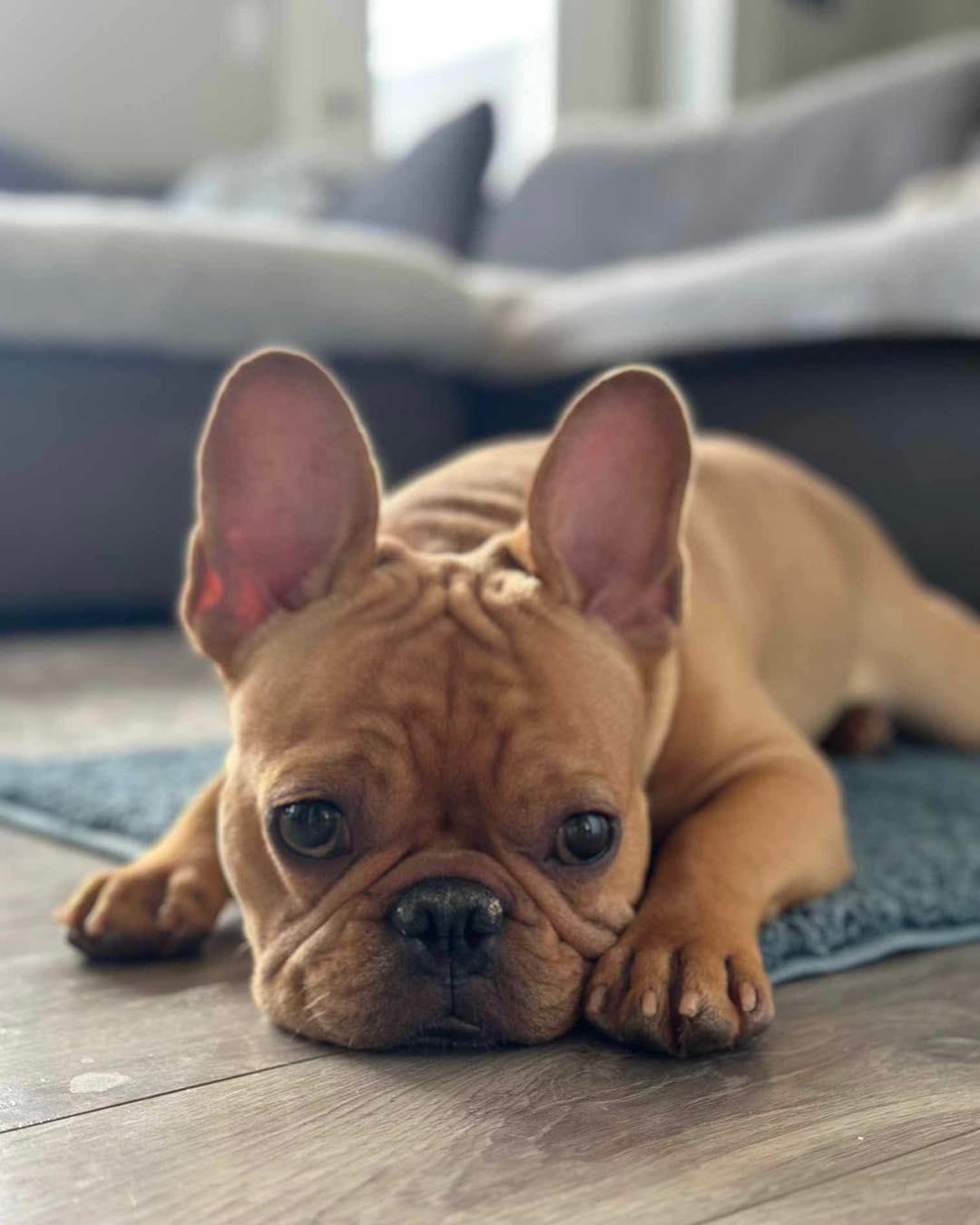 DOUG, an adoptable French Bulldog in Calgary, AB, T2Y 3W0 | Photo Image 1