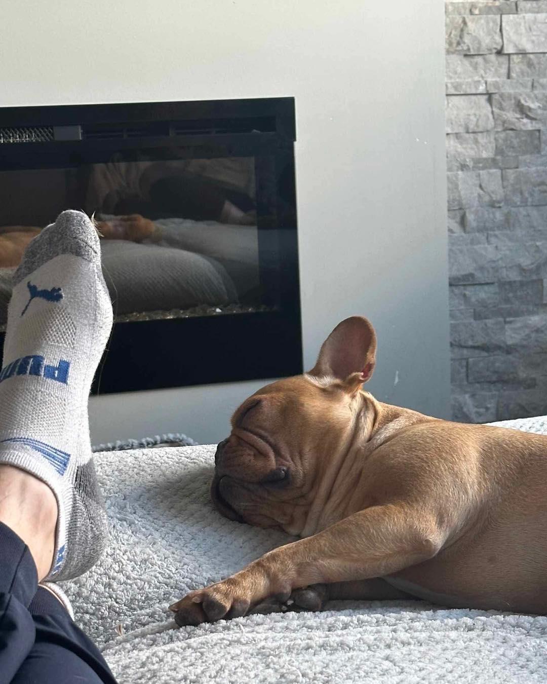 DOUG, an adoptable French Bulldog in Calgary, AB, T2Y 3W0 | Photo Image 5