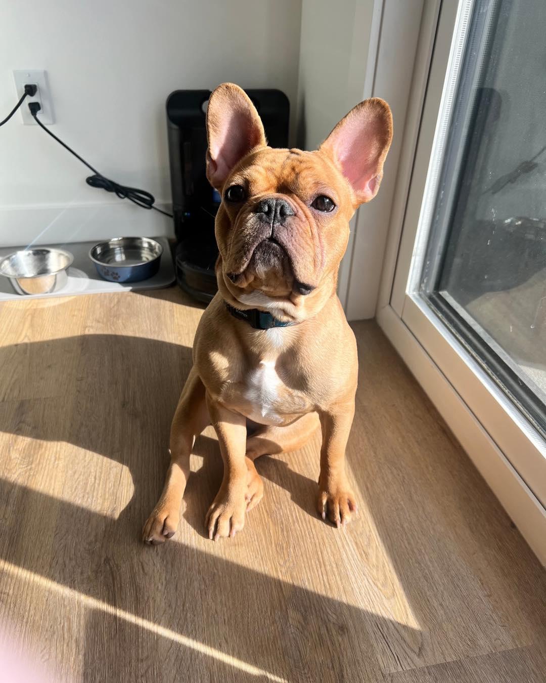 DOUG, an adoptable French Bulldog in Calgary, AB, T2Y 3W0 | Photo Image 2