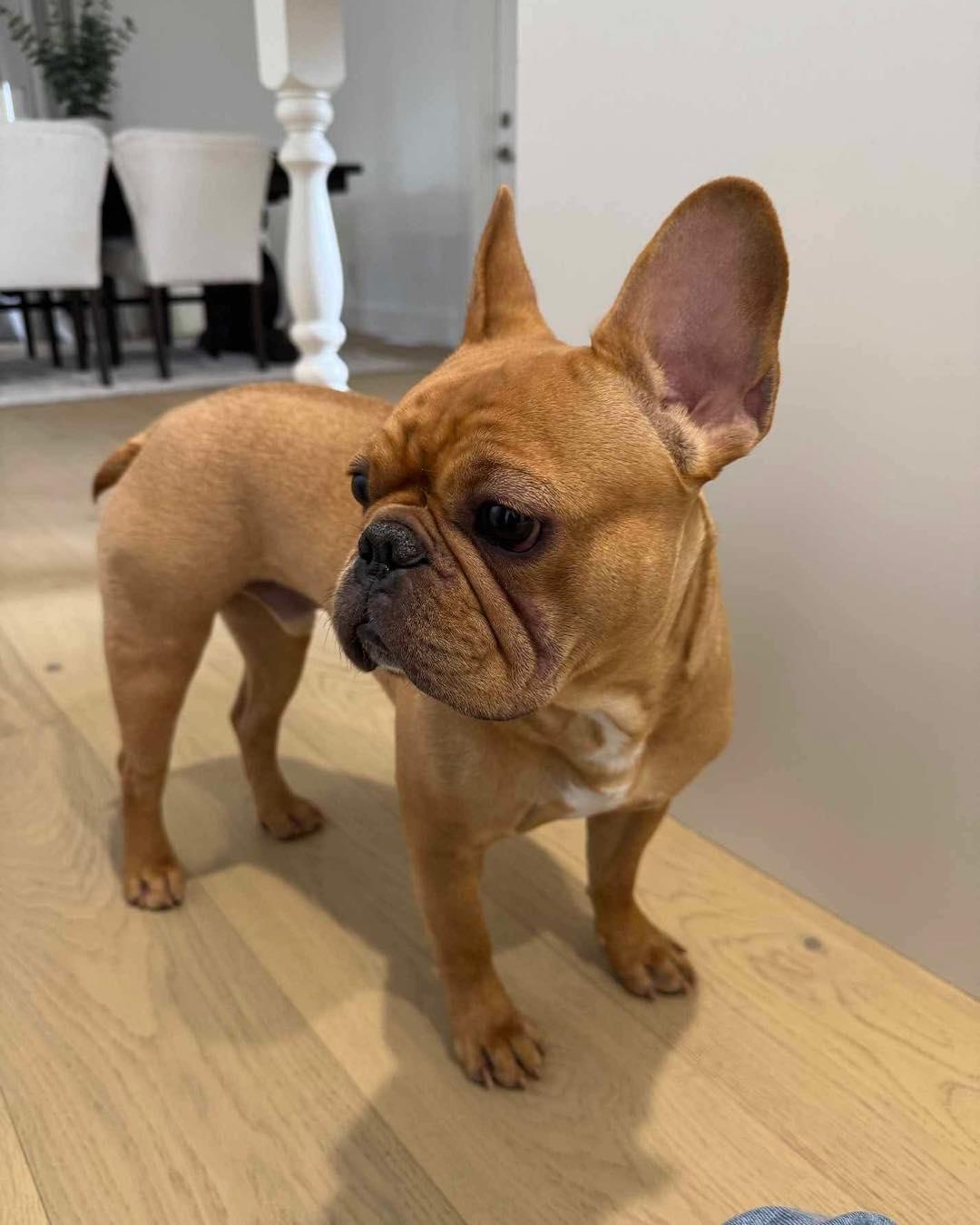 DOUG, an adoptable French Bulldog in Calgary, AB, T2Y 3W0 | Photo Image 3