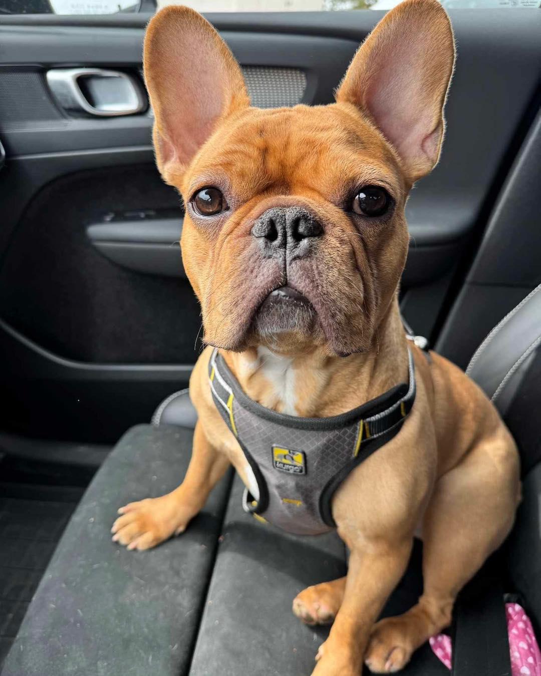 DOUG, an adoptable French Bulldog in Calgary, AB, T2Y 3W0 | Photo Image 6