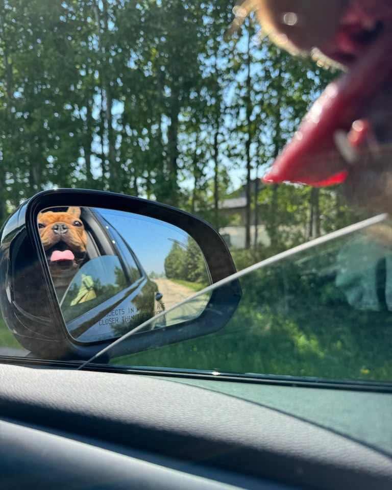 DOUG, an adoptable French Bulldog in Calgary, AB, T2Y 3W0 | Photo Image 4