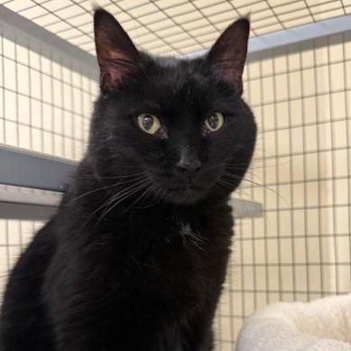 Enlarge Edna, a Adoptable Domestic Short Hair in Medford, OR image 1/1