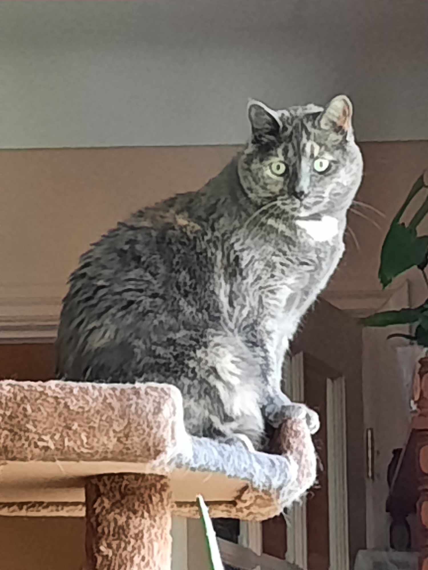 Sophie, a Adoptable Tortoiseshell in Caledon, ON image 2/4