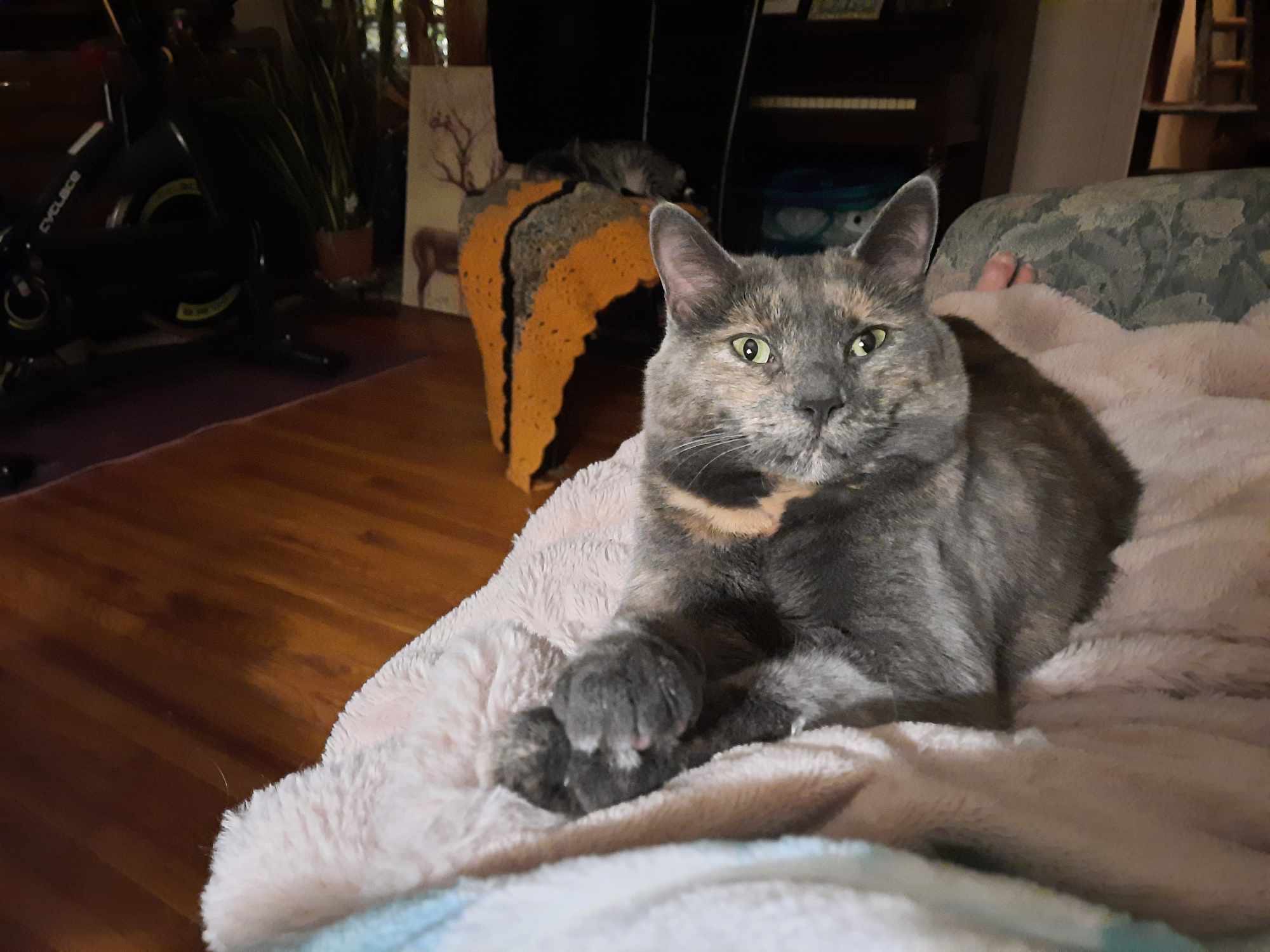 Sophie, a Adoptable Tortoiseshell in Caledon, ON image 3/4