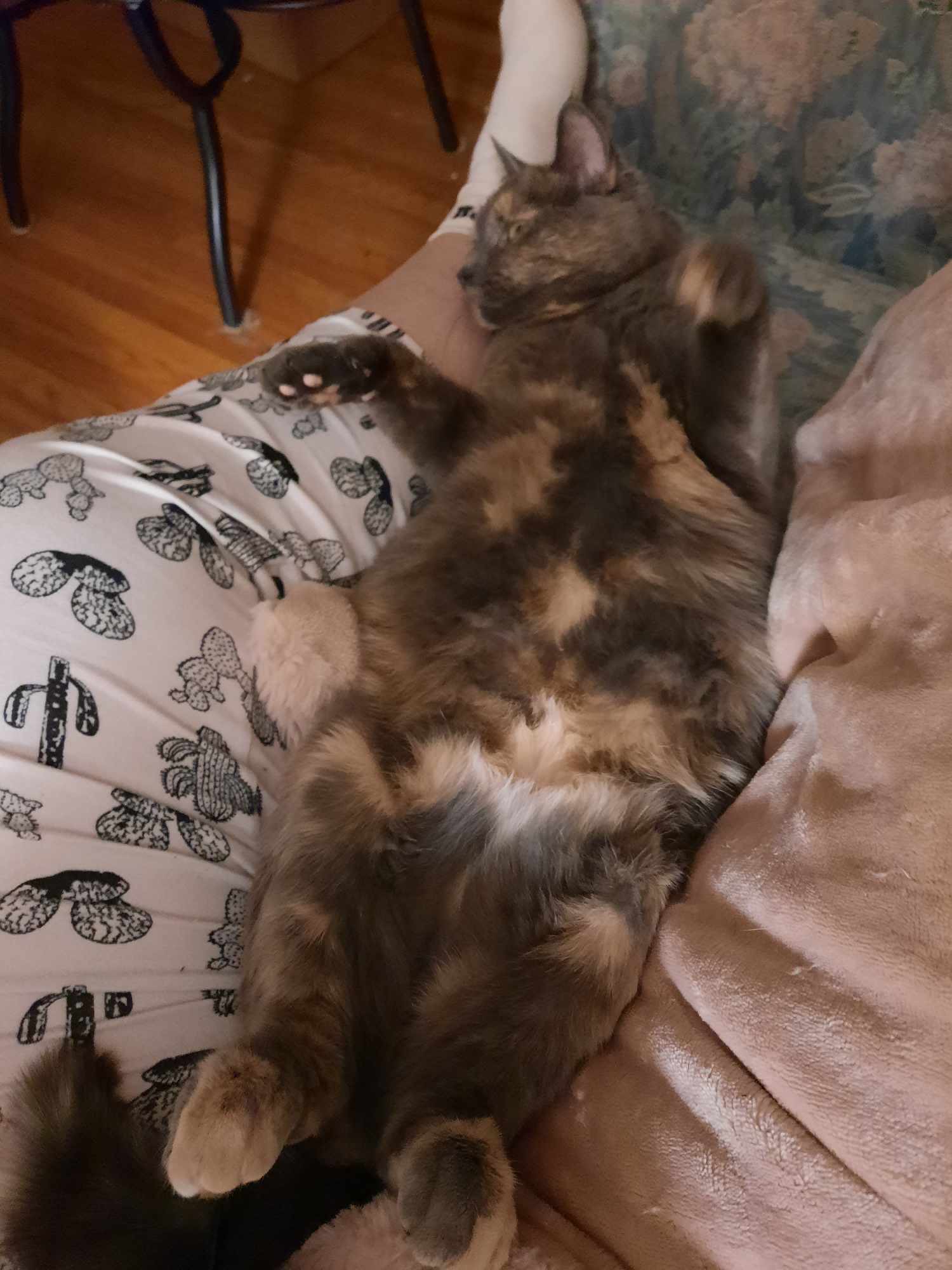 Sophie, a Adoptable Tortoiseshell in Caledon, ON image 4/4