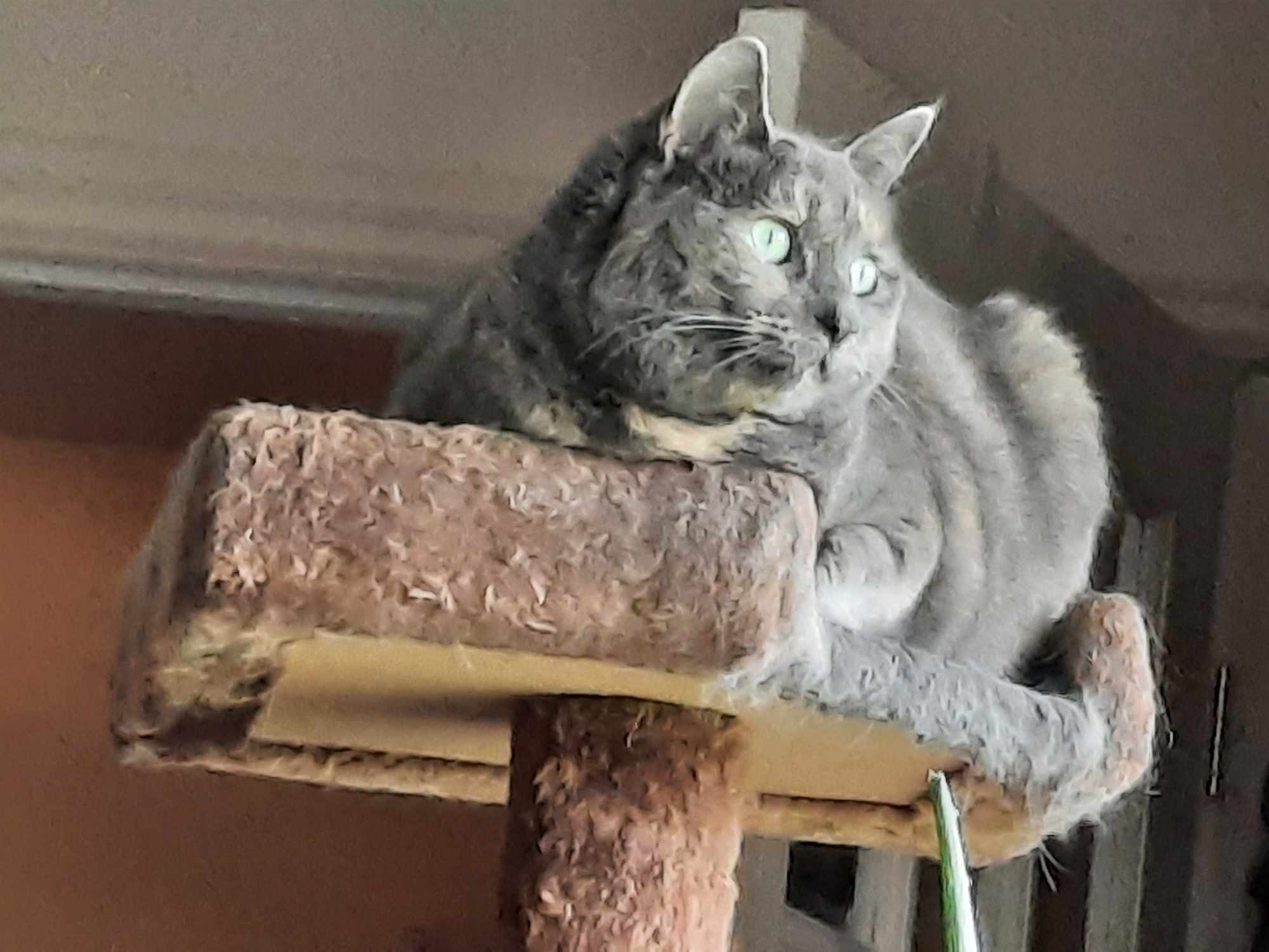 Sophie, a Adoptable Tortoiseshell in Caledon, ON image 1/4