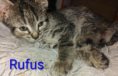 Rufus - Waldo Litter, Adoptable, Young Female Tabby.