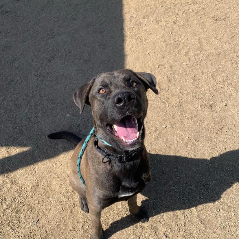 Enlarge Dozer, a Adoptable mixed breed in Stagecoach, NV image 1/1