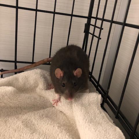 Moss, Adoptable, Young Male Rat.
