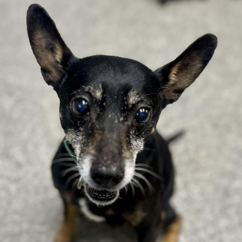 Enlarge Oscar loves playing fetch, a Adoptable Rat Terrier in Kokomo, IN image 1/6