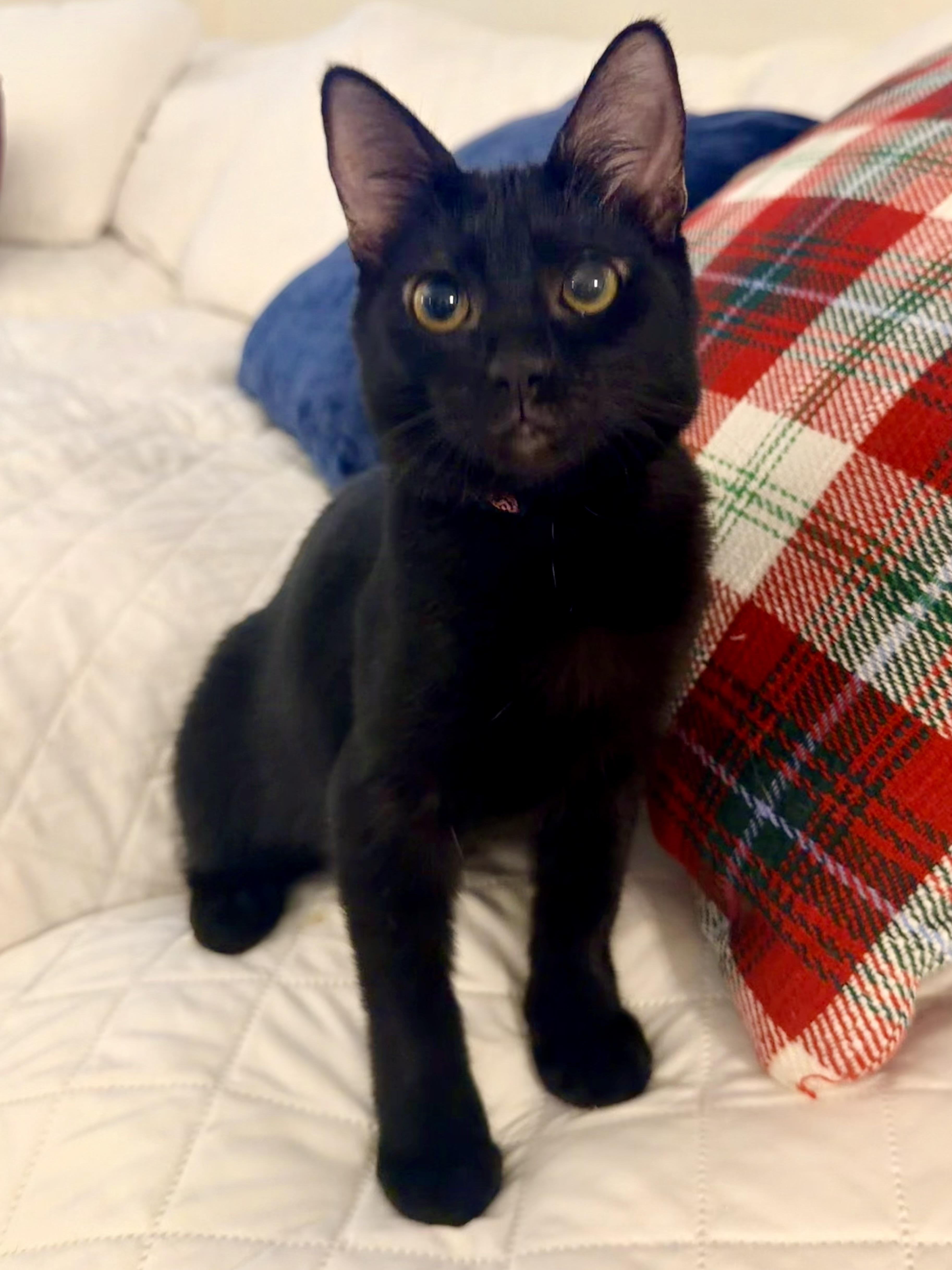 Enlarge Mina Rose, an adopted mixed breed in Boston, MA image 5/6