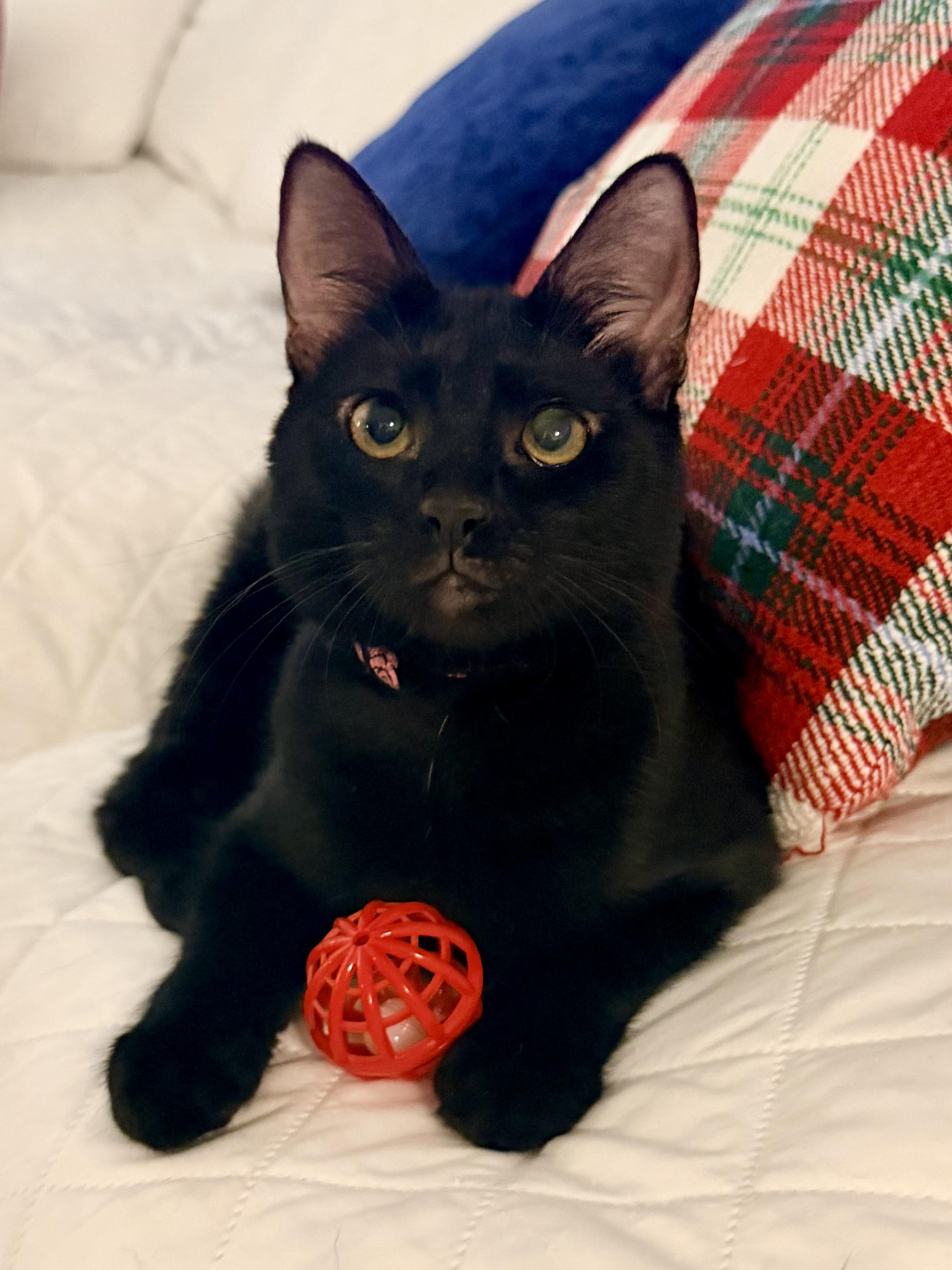 Mina Rose, adopted, Kitten Female Domestic Short Hair & Bombay.