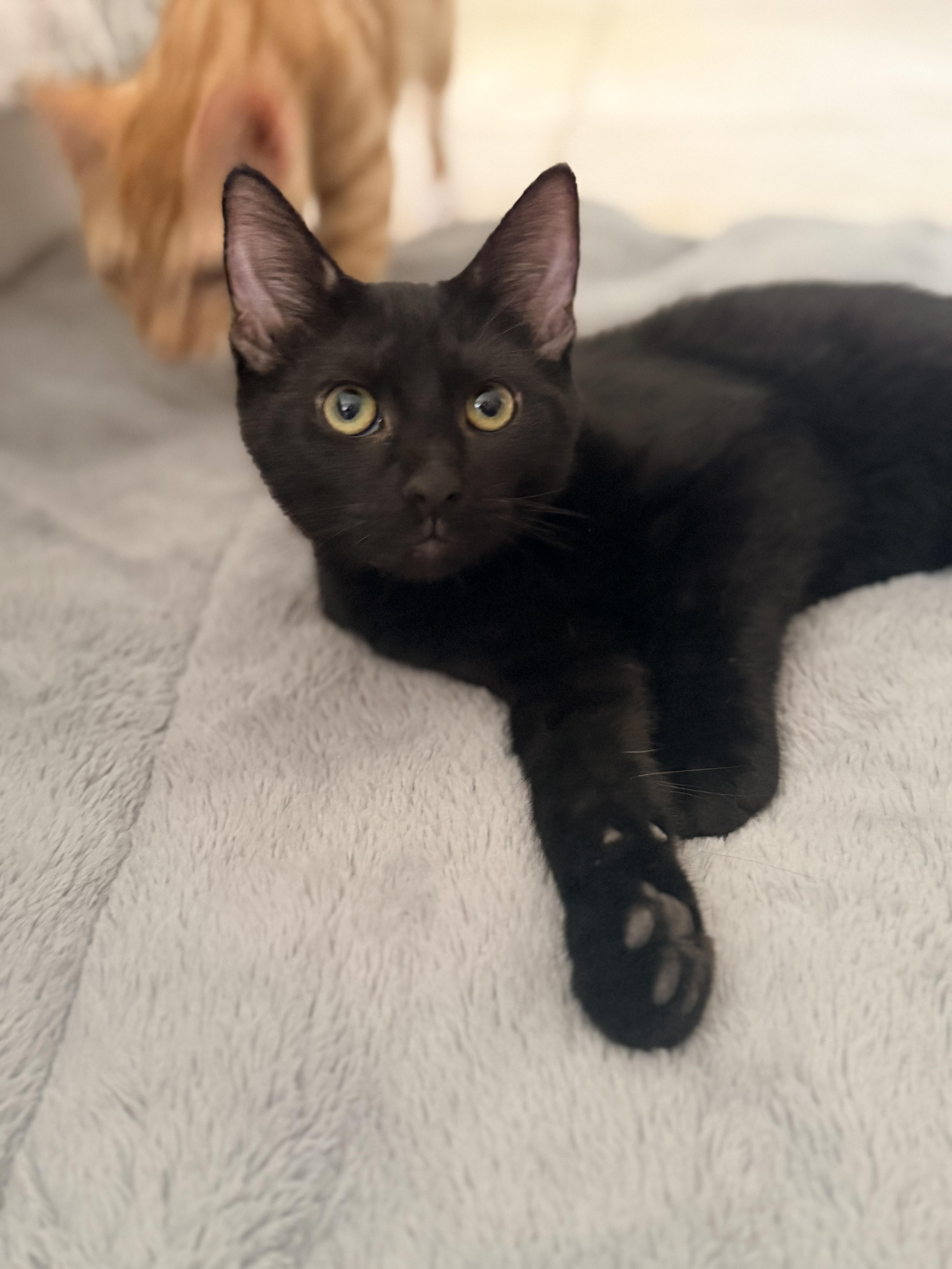 Enlarge Mina Rose, an adopted mixed breed in Boston, MA image 2/6