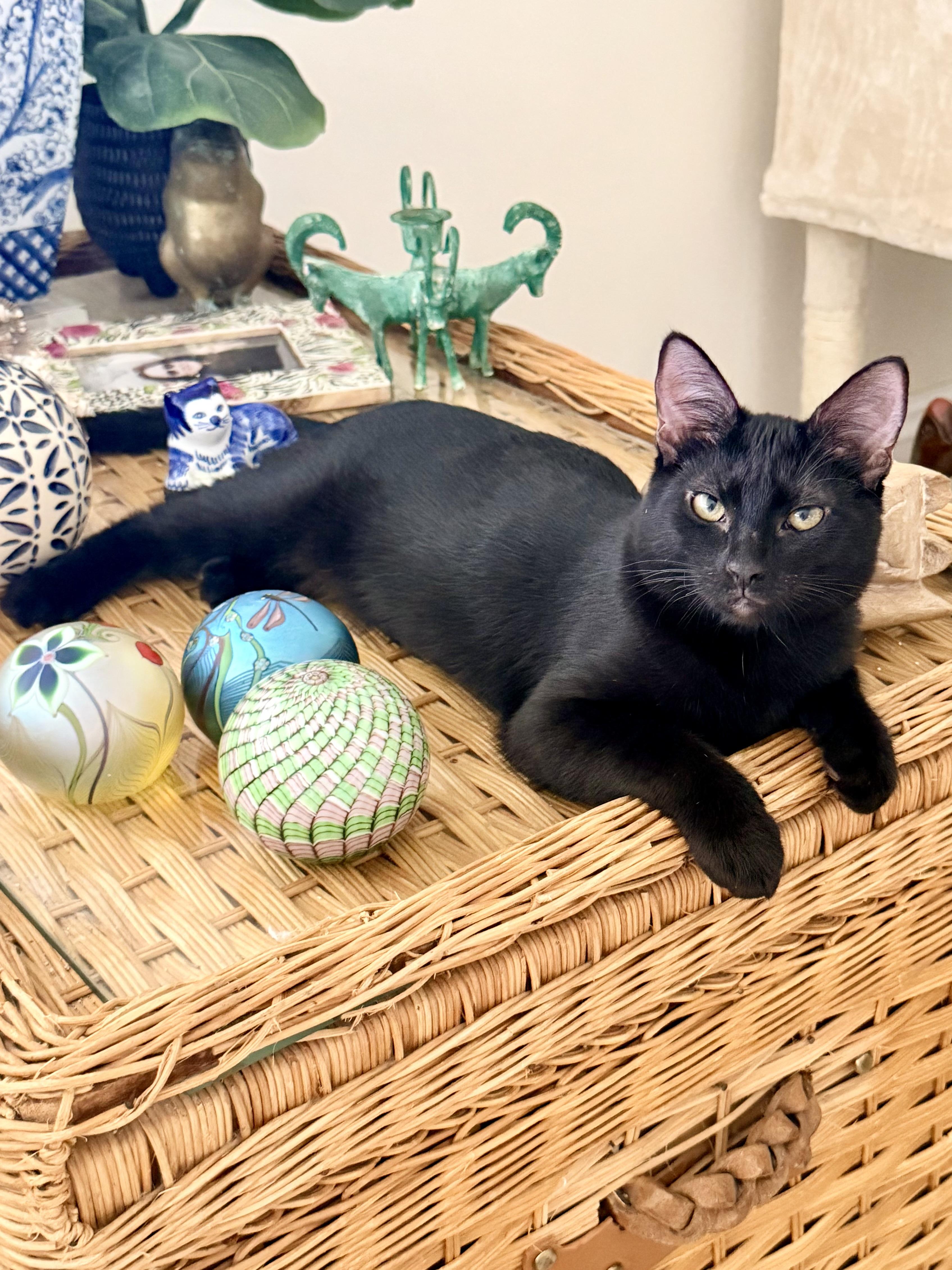 Enlarge Mina Rose, an adopted mixed breed in Boston, MA image 3/6