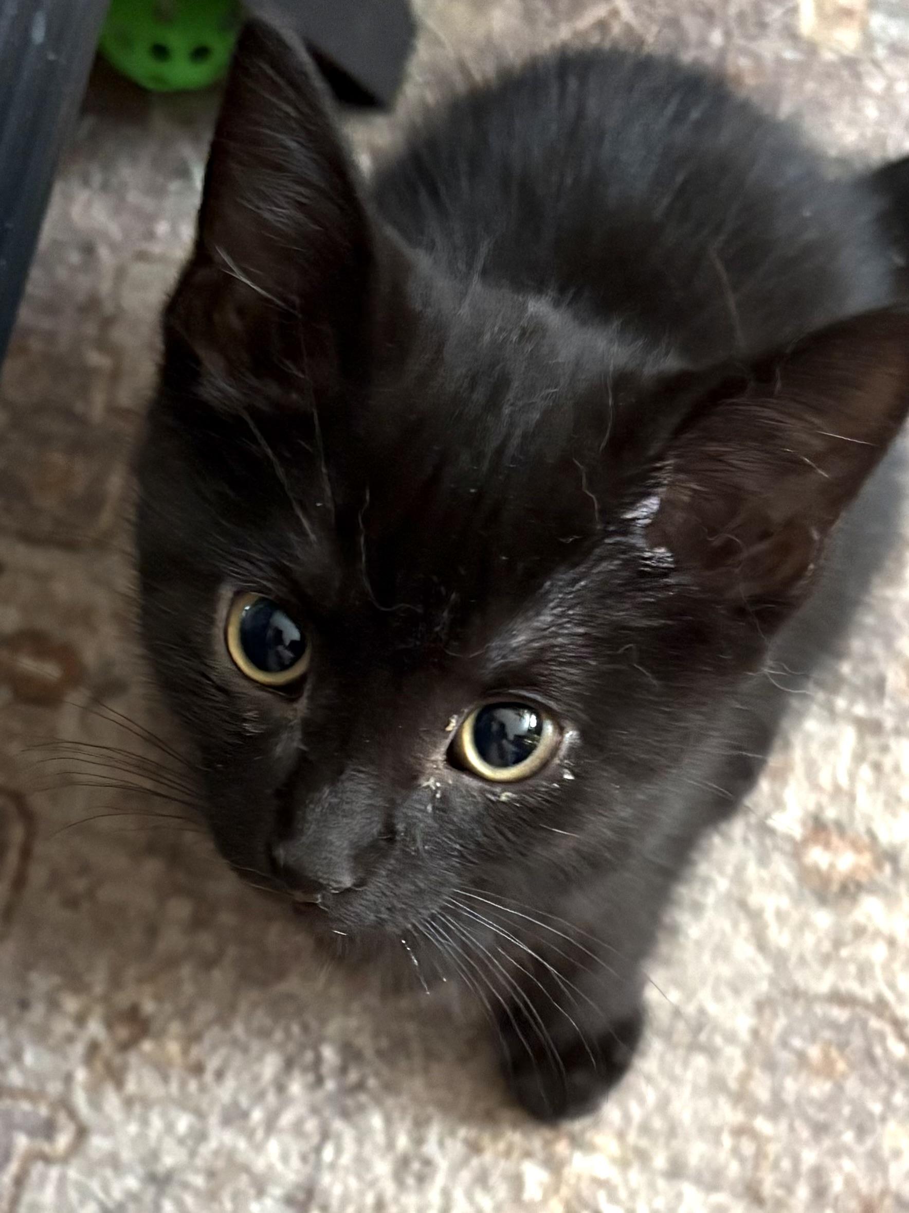 John, adoptable, Kitten Male Domestic Short Hair.
