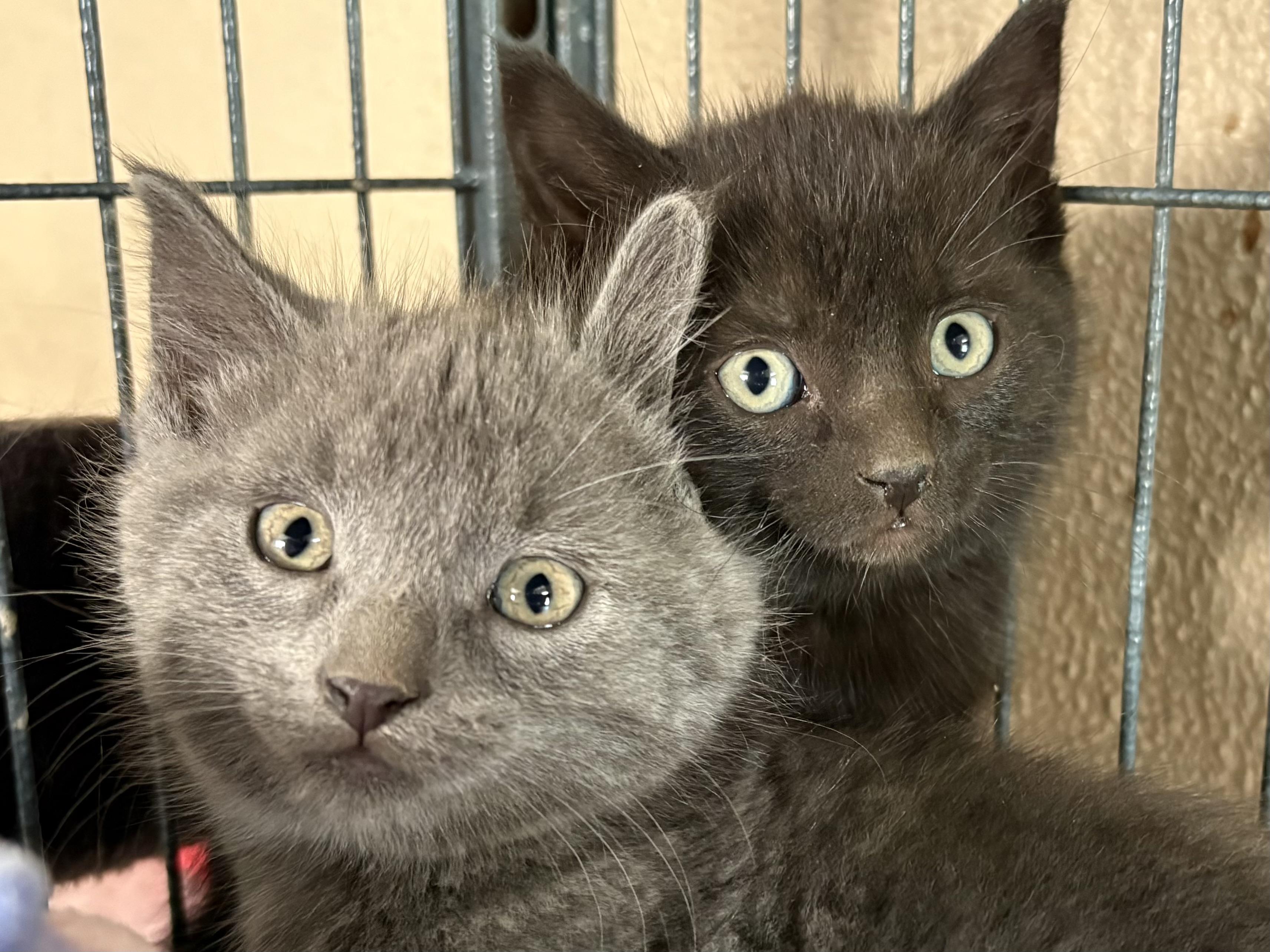 John, an adoptable Domestic Short Hair in Belvidere, IL image 2/2