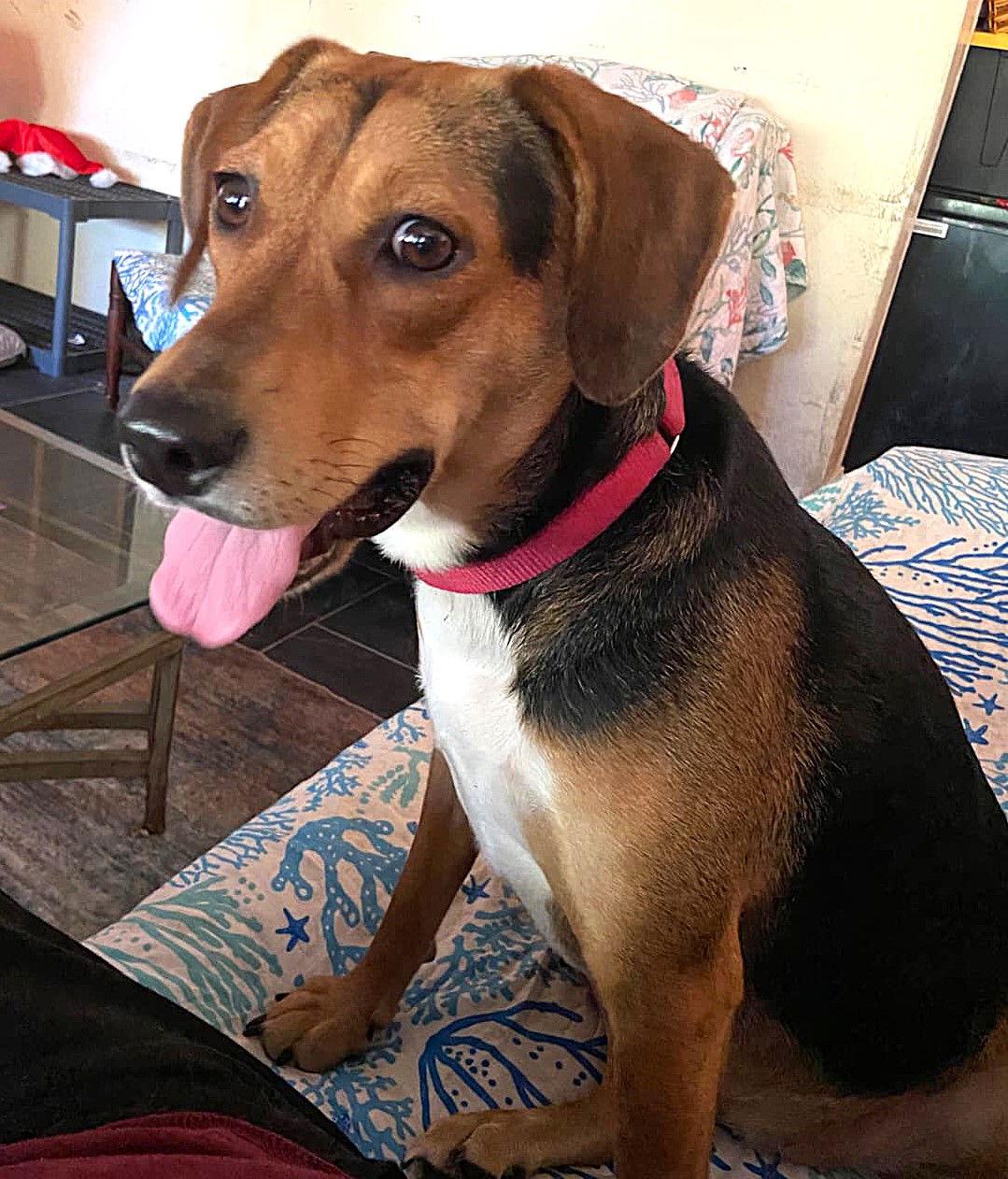 Darla II, Adoptable, Adult Female Beagle & Hound.
