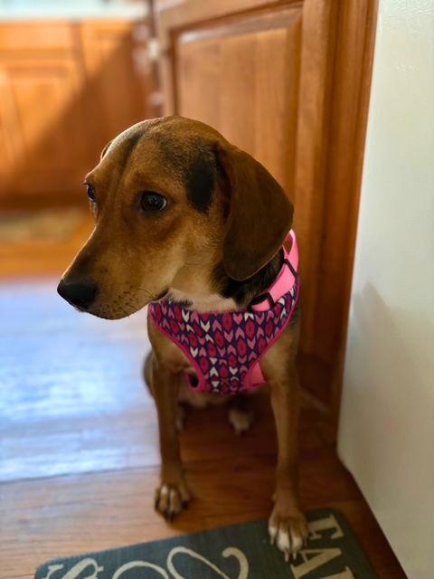 Enlarge Darla II, a Adoptable mixed breed in Dunnellon, FL image 2/3