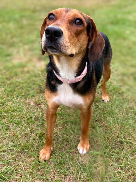 Enlarge Darla II, a Adoptable mixed breed in Dunnellon, FL image 3/3