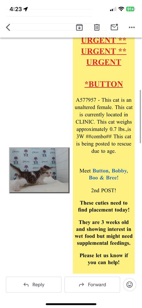 Enlarge Button, a Adoptable Domestic Short Hair in Orlando, FL image 1/5