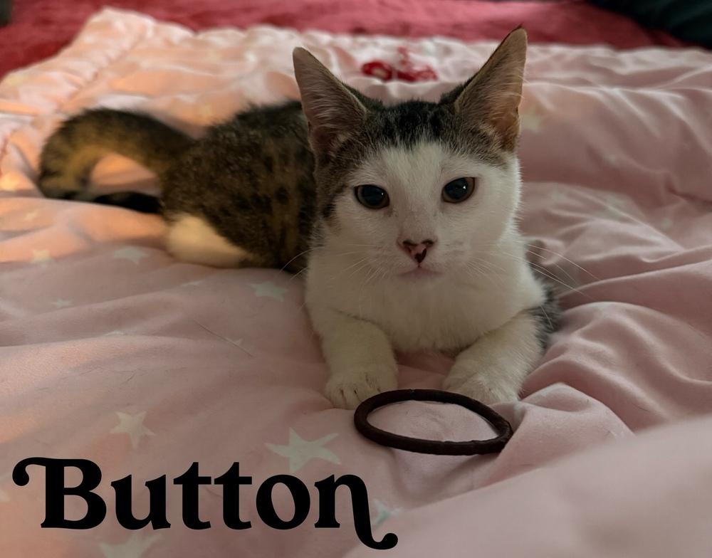 Enlarge Button, a Adoptable Domestic Short Hair in Orlando, FL image 2/5