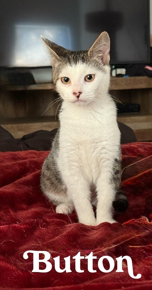 Enlarge Button, a Adoptable Domestic Short Hair in Orlando, FL image 3/5