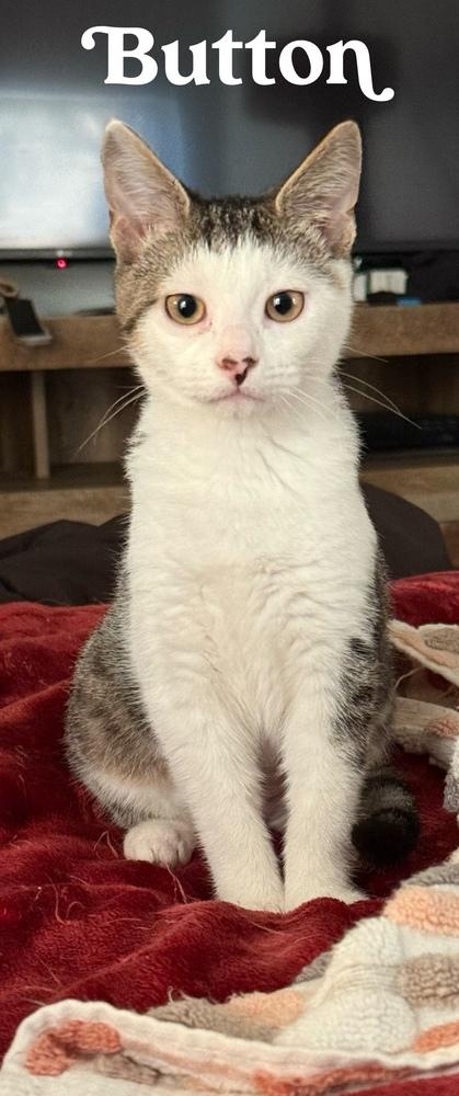 Enlarge Button, a Adoptable Domestic Short Hair in Orlando, FL image 5/5