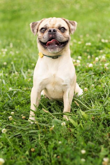 Duke, adopted, Adult Male Pug.