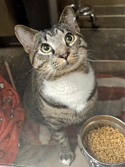 KELPIE, Adoptable, Adult Male Domestic Short Hair.