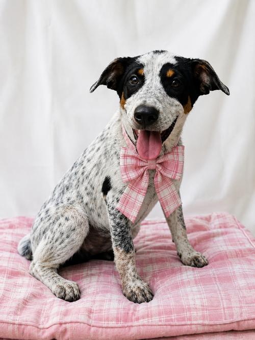 JACK A BEA, JACK A BEA, Adoptable, Puppy Male Jack Russell Terrier & Beagle.