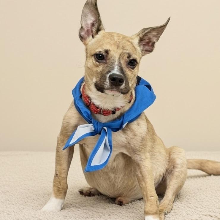 Snoop, Adoptable, Senior Male Chihuahua.