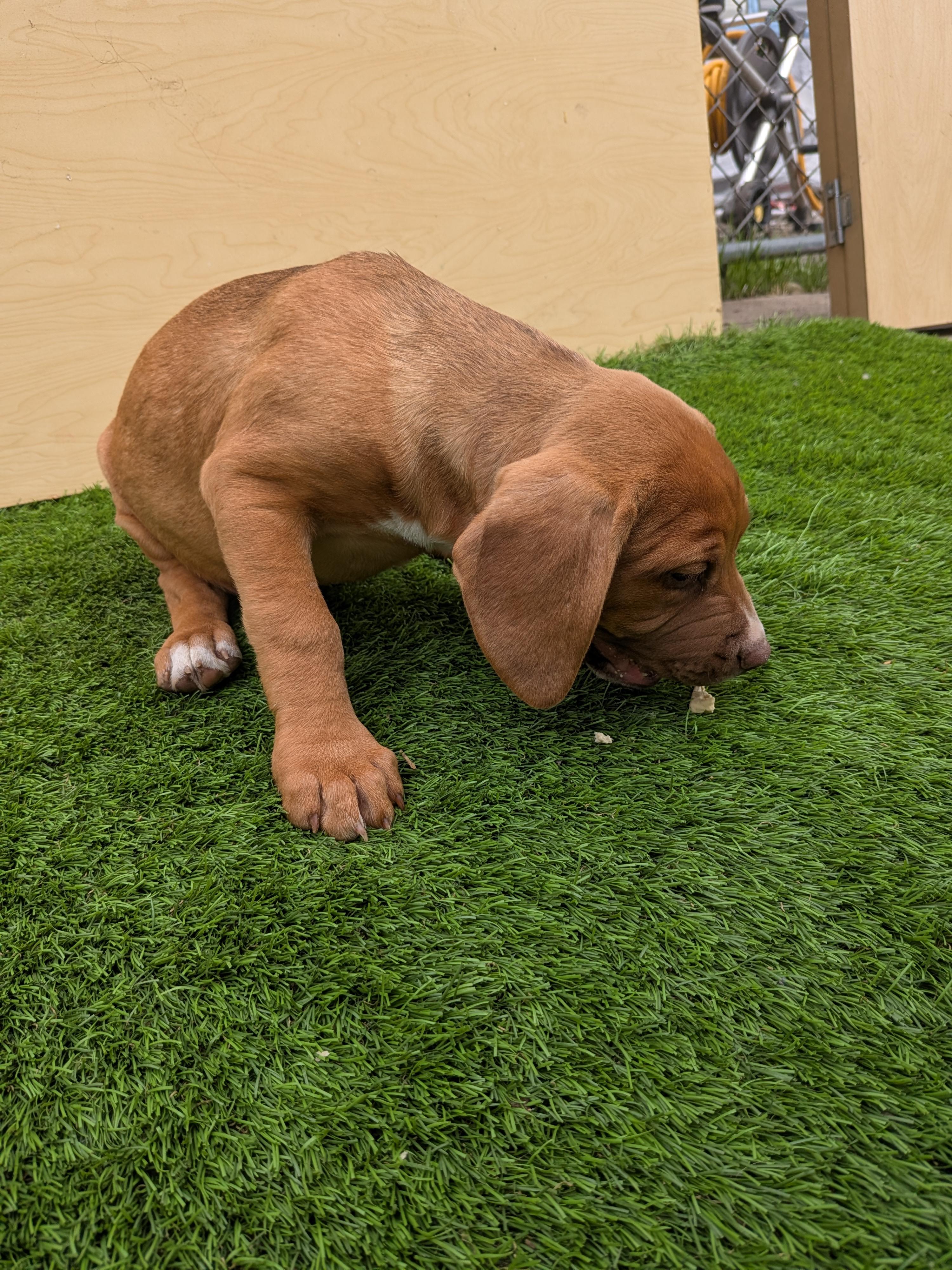 Enlarge Nala, a Adoptable mixed breed in Kirkland, WA image 4/6