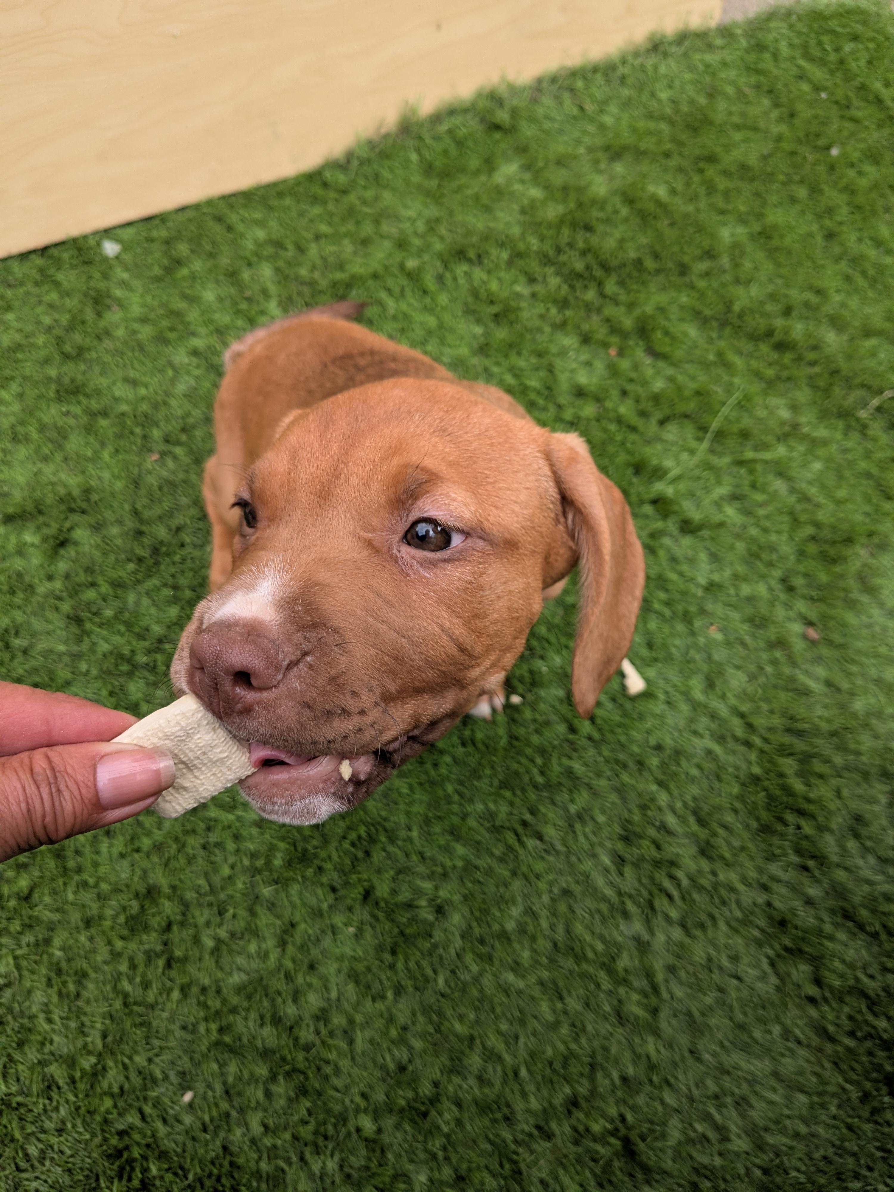 Enlarge Nala, a Adoptable mixed breed in Kirkland, WA image 3/6