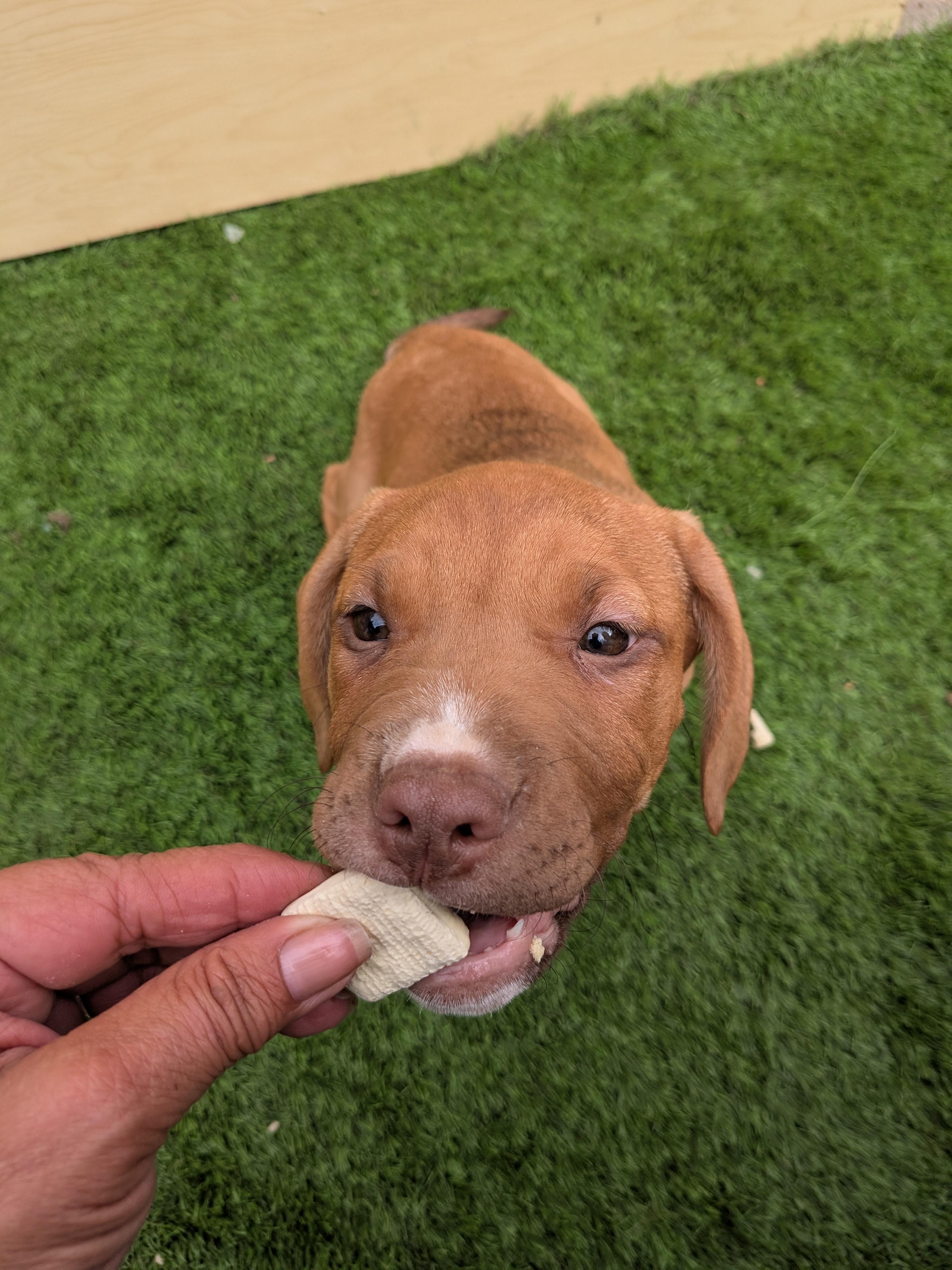 Enlarge Nala, a Adoptable mixed breed in Kirkland, WA image 2/6