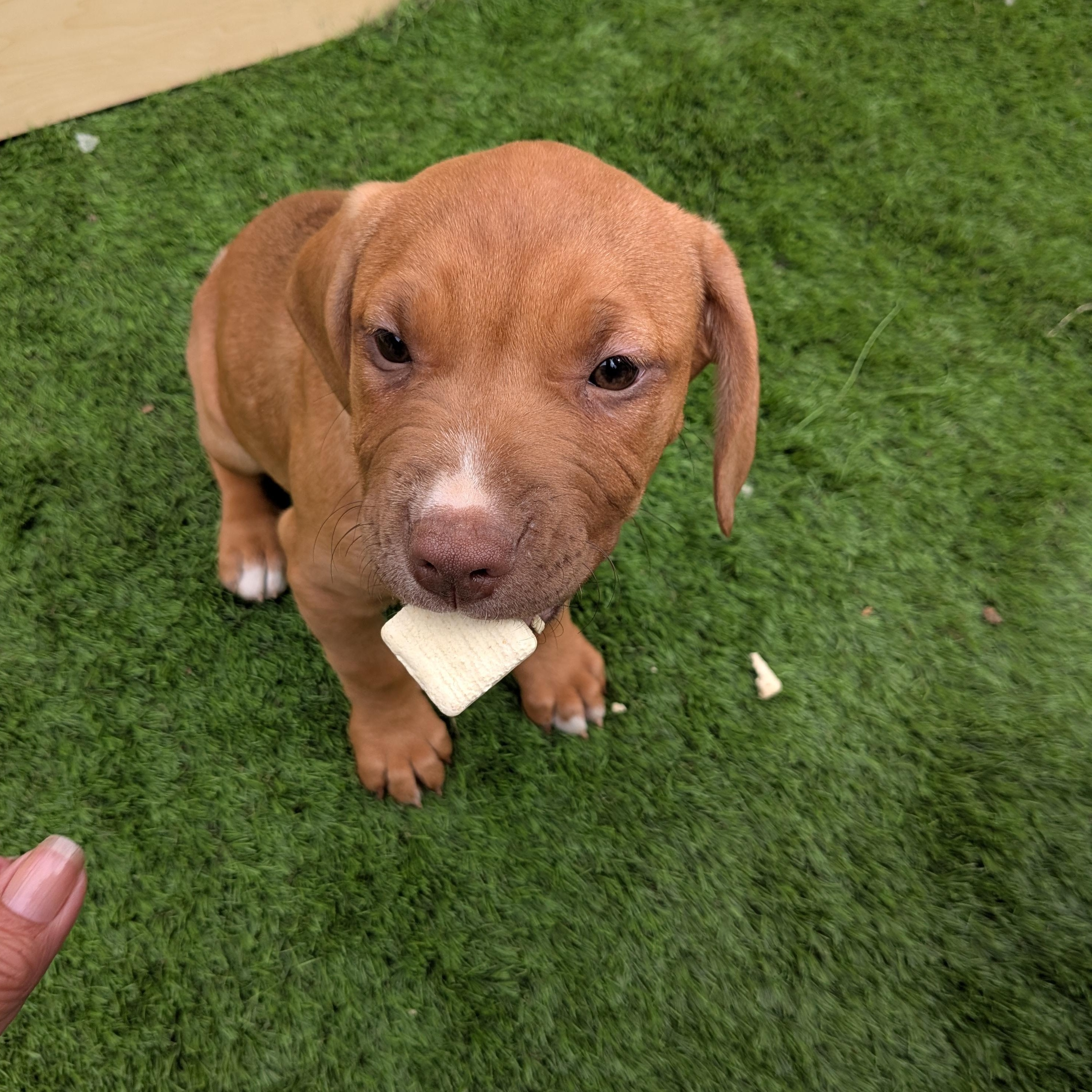 Enlarge Nala, a Adoptable mixed breed in Kirkland, WA image 1/6