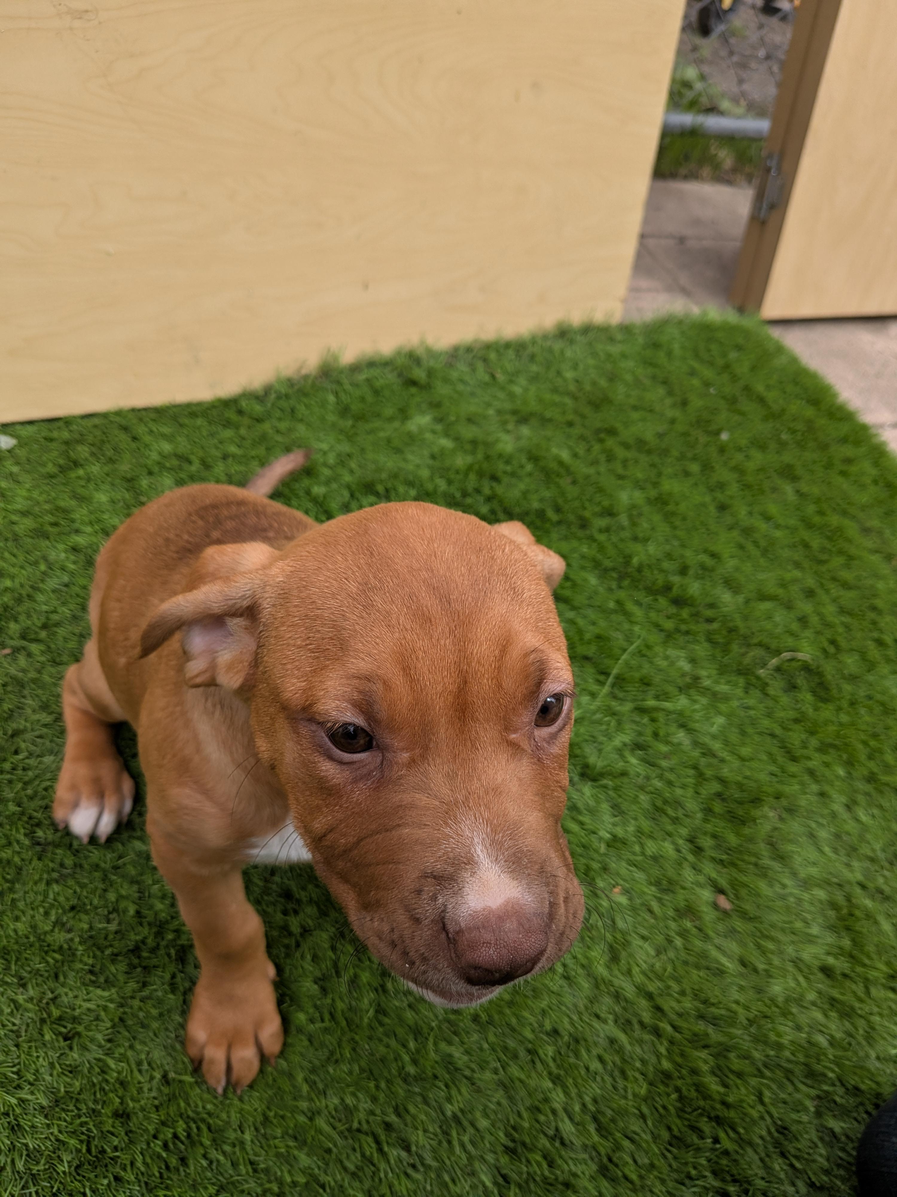 Enlarge Nala, a Adoptable mixed breed in Kirkland, WA image 5/6