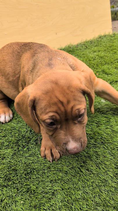 Enlarge Nala, a Adoptable mixed breed in Kirkland, WA video 6/6