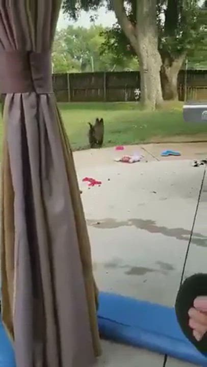 Enlarge Koda, a Adopted mixed breed in Salisbury, NC video 5/9