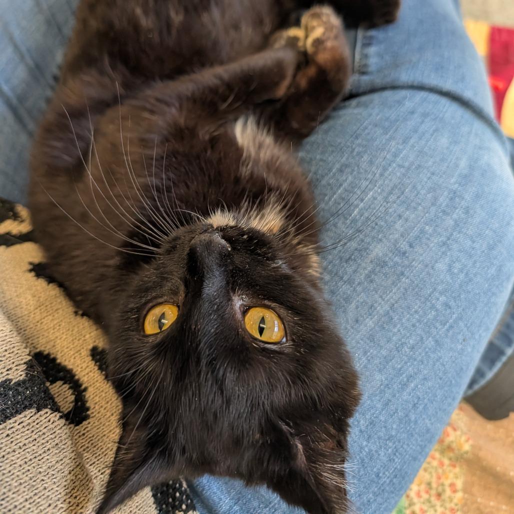 Toes, Adoptable, Young Female Domestic Short Hair.