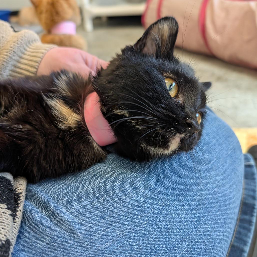 Enlarge Toes, a Adoptable Domestic Short Hair in Saint Cloud, MN image 2/5