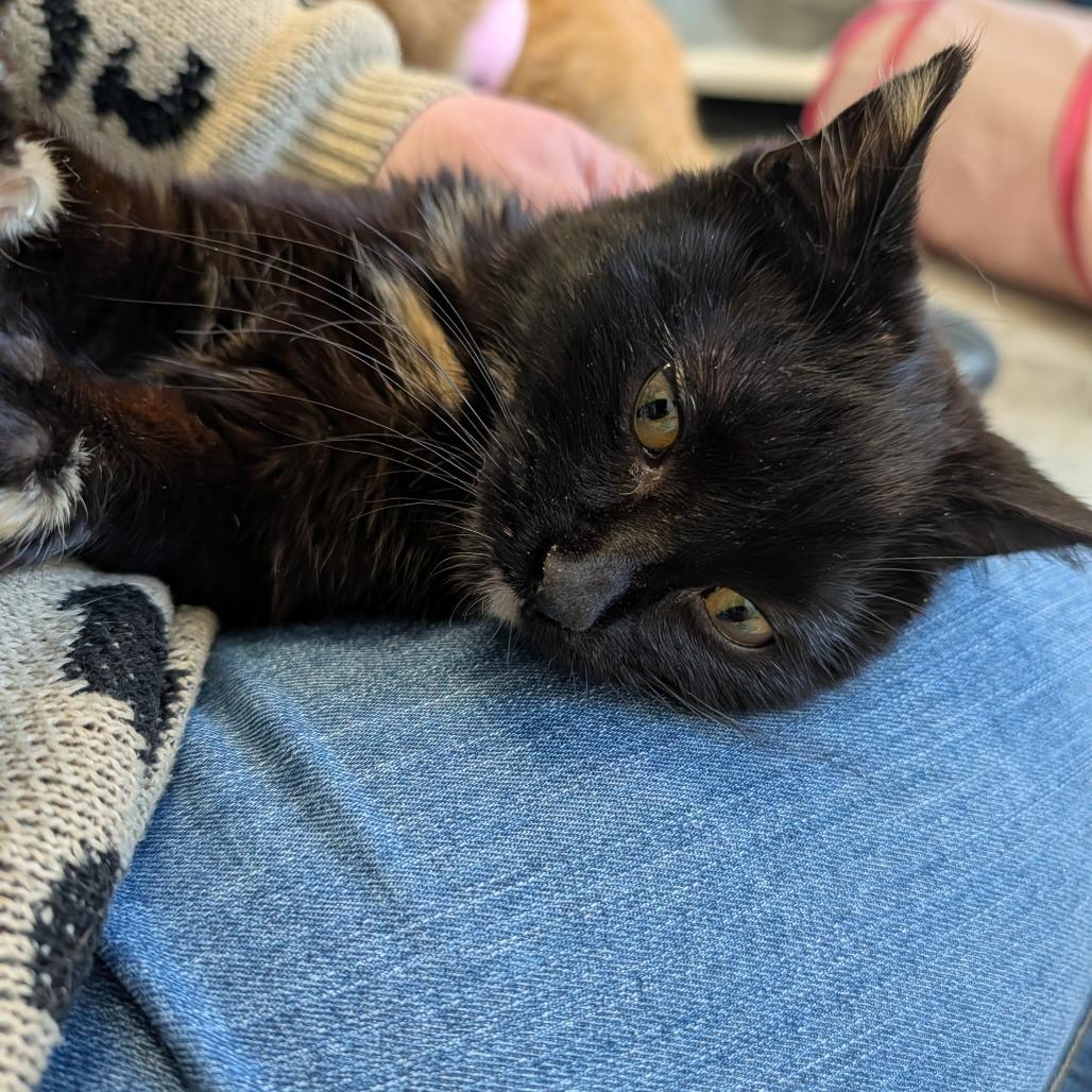 Enlarge Toes, a Adoptable Domestic Short Hair in Saint Cloud, MN image 3/5