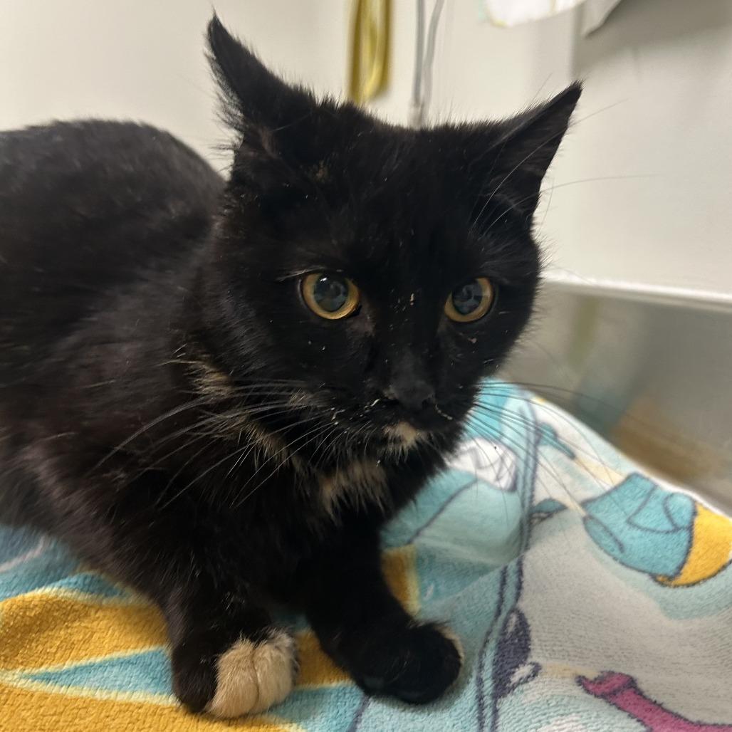 Enlarge Toes, a Adoptable Domestic Short Hair in Saint Cloud, MN image 4/5
