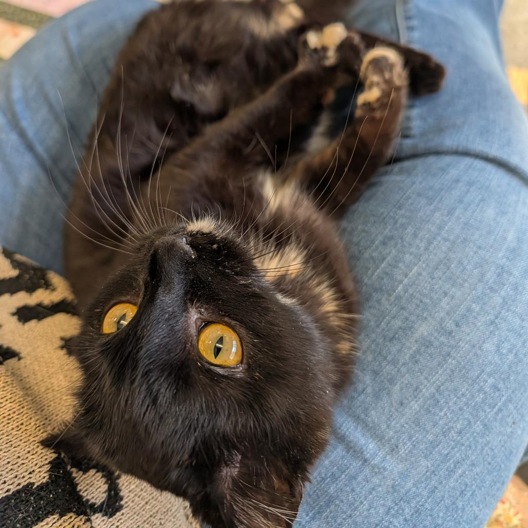 Enlarge Toes, a Adoptable Domestic Short Hair in Saint Cloud, MN image 5/5