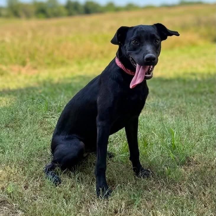 Scorpio, Adoptable, Puppy Male Labrador Retriever & Australian Shepherd.