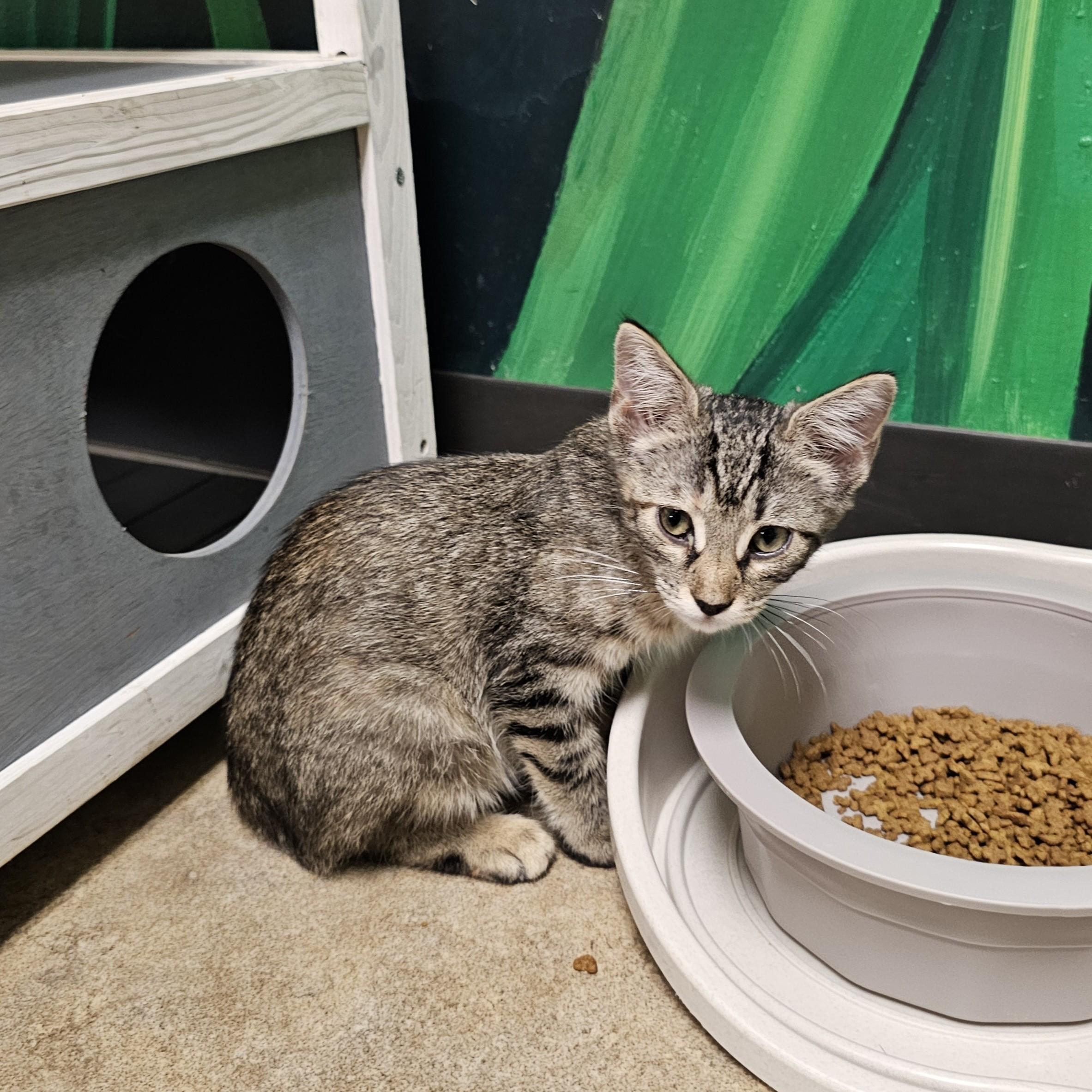Selene, adopted, Kitten Female Domestic Short Hair & Torbie.