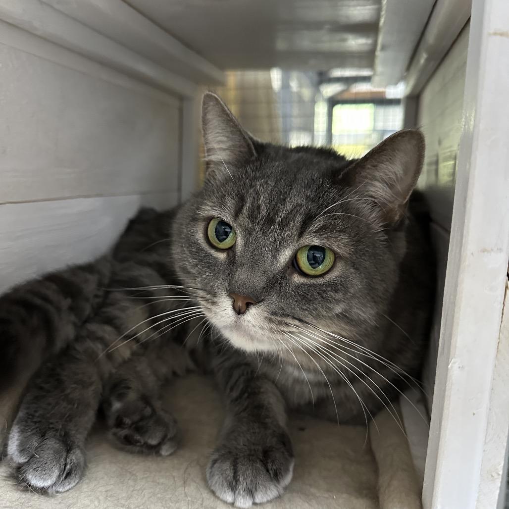 Enlarge Trudy, a Adoptable Domestic Short Hair in Nokesville, VA image 1/2