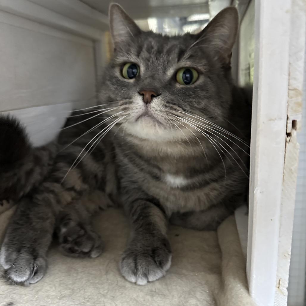 Enlarge Trudy, a Adoptable Domestic Short Hair in Nokesville, VA image 2/2