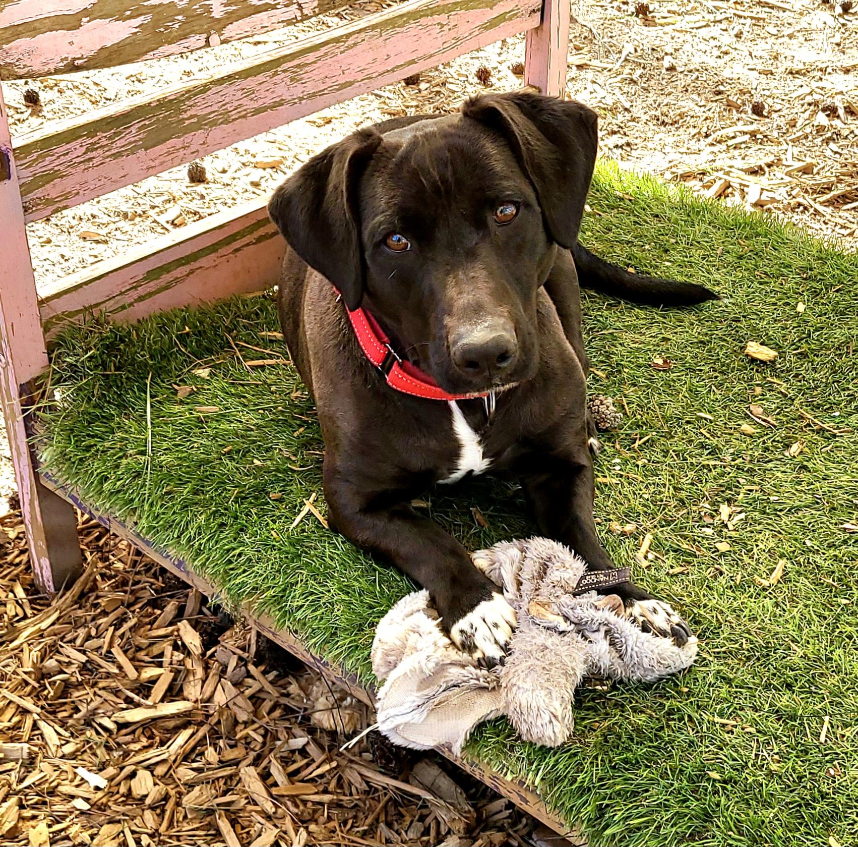 Enlarge Zeke, a Adoptable mixed breed in Roanoke, AL image 1/6