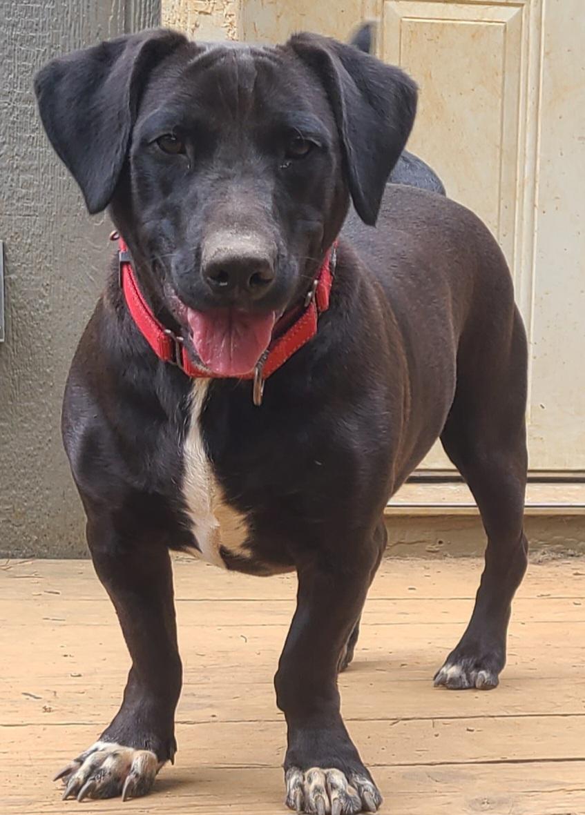 Enlarge Zeke, a Adoptable mixed breed in Roanoke, AL image 2/6